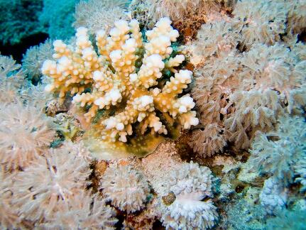 DSCF8291 boulickovy koral